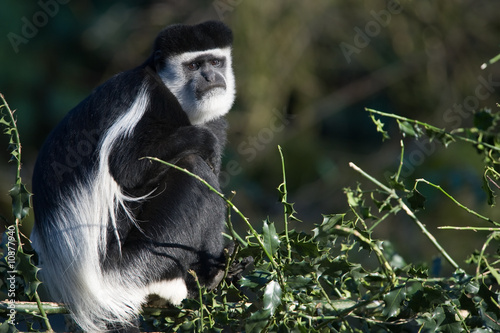 Photography colobus monkey