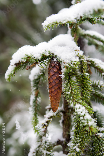 Branch of a fur-tree with  cone under a snow
