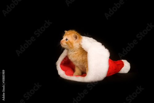 Kitten in a santa hat