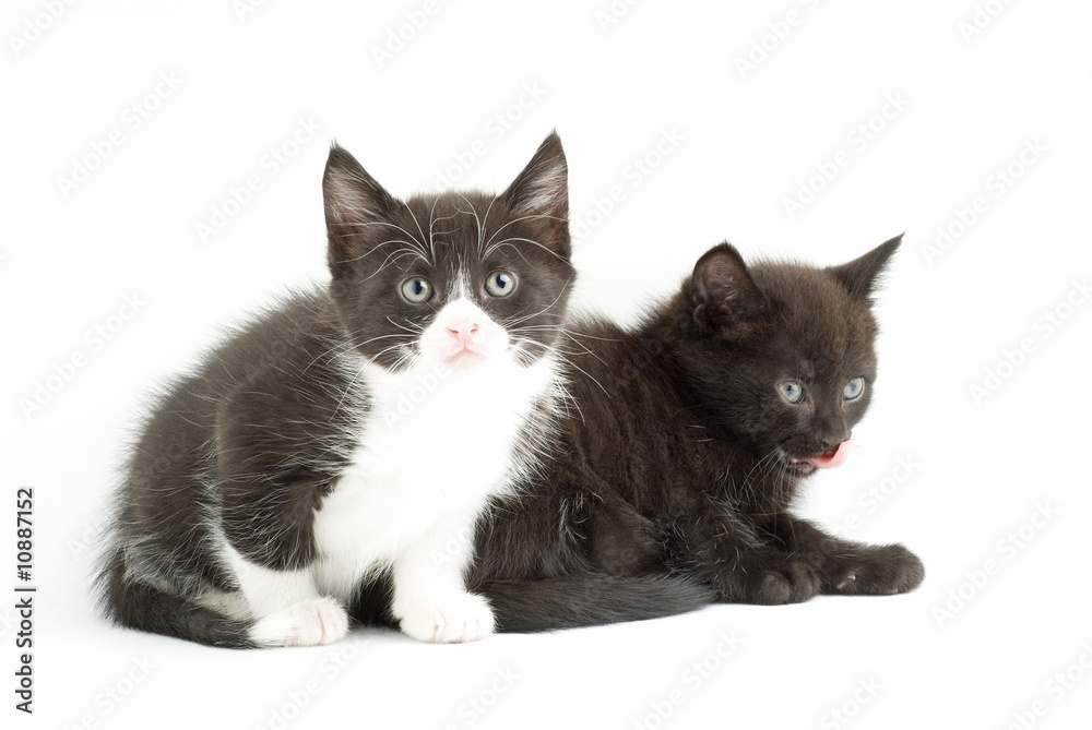 domestic kittens