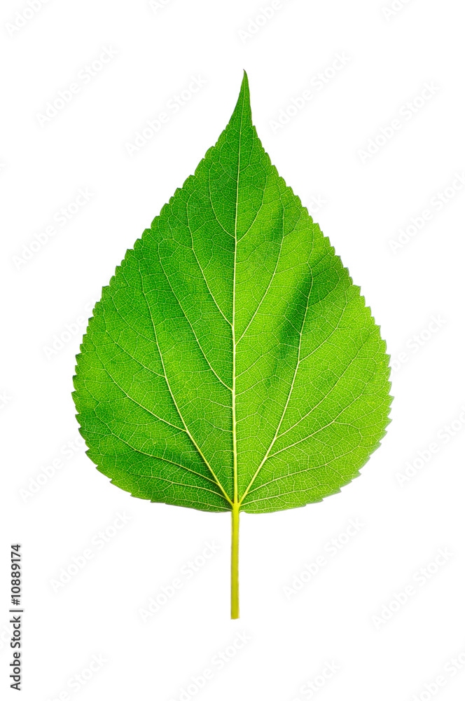 Fototapeta premium Leaf