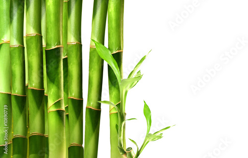 Bamboo shoots stacked in a row on white