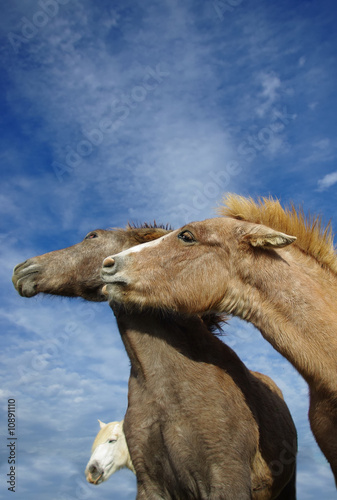 chevaux