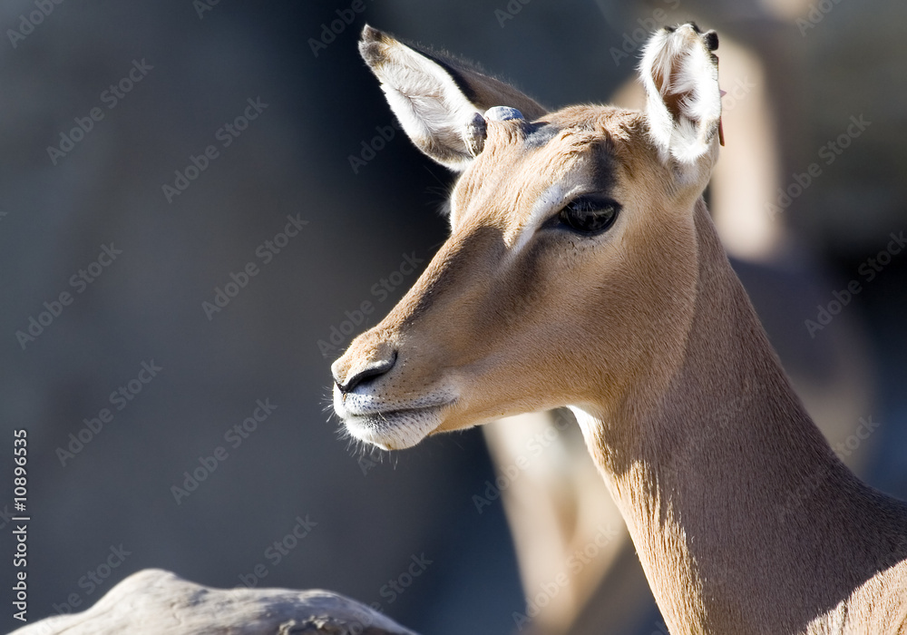 Obraz premium Impala