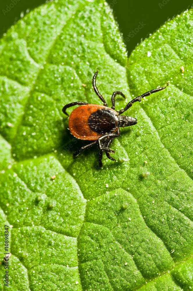 Tick on leaf. Ixodes ricinus. Tick on leaf. Ixodes ricinus.