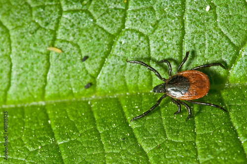 Tick on leaf. Ixodes ricinus. photo