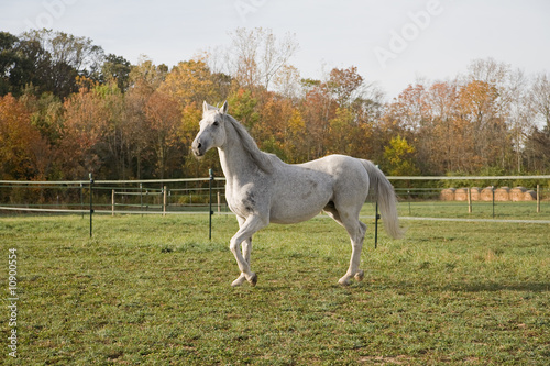 Thoroughbred Horse © sonya etchison