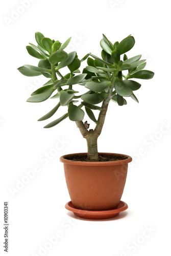 Moneytree in pot isolated on white background.