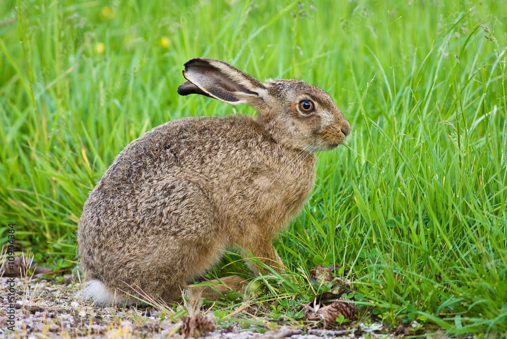 Fototapeta premium Brown Hare