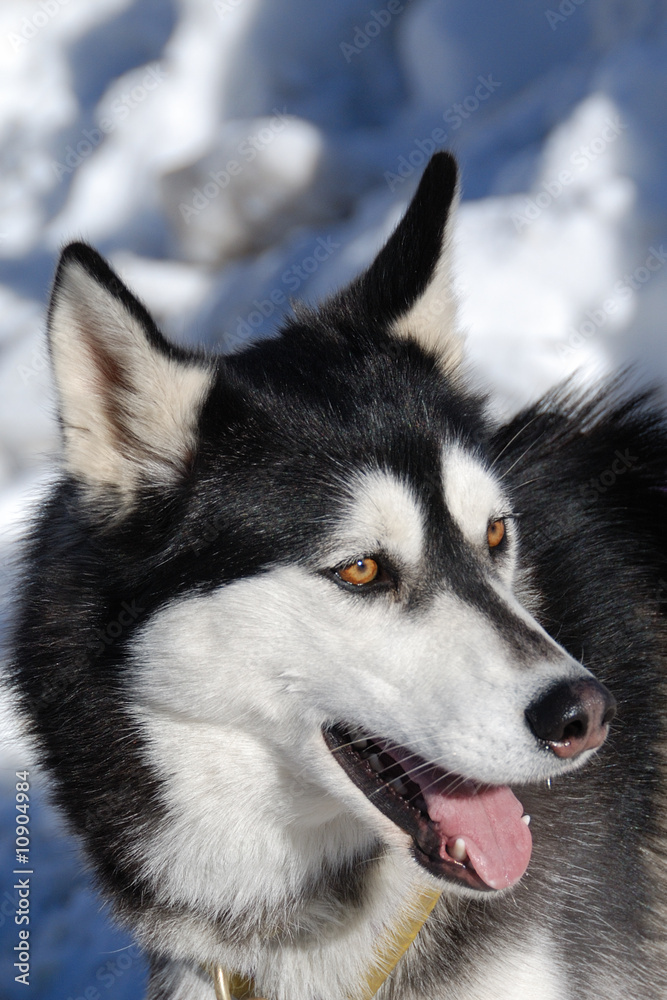 Husky Husky