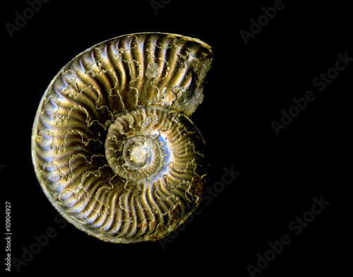 Ammonit 1