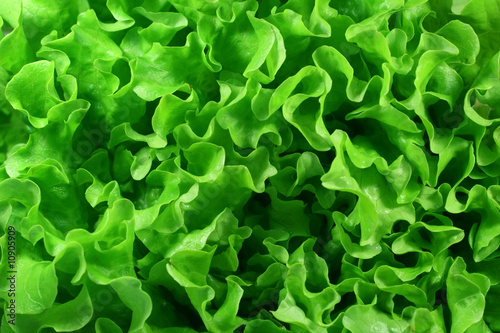 Lettuce background