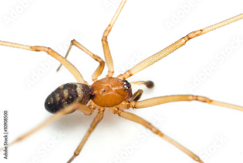 Cupboard spider photo