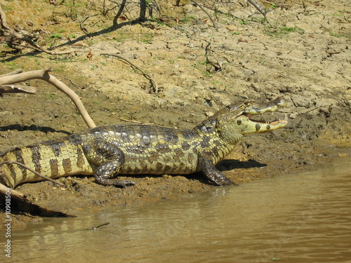 crocodile