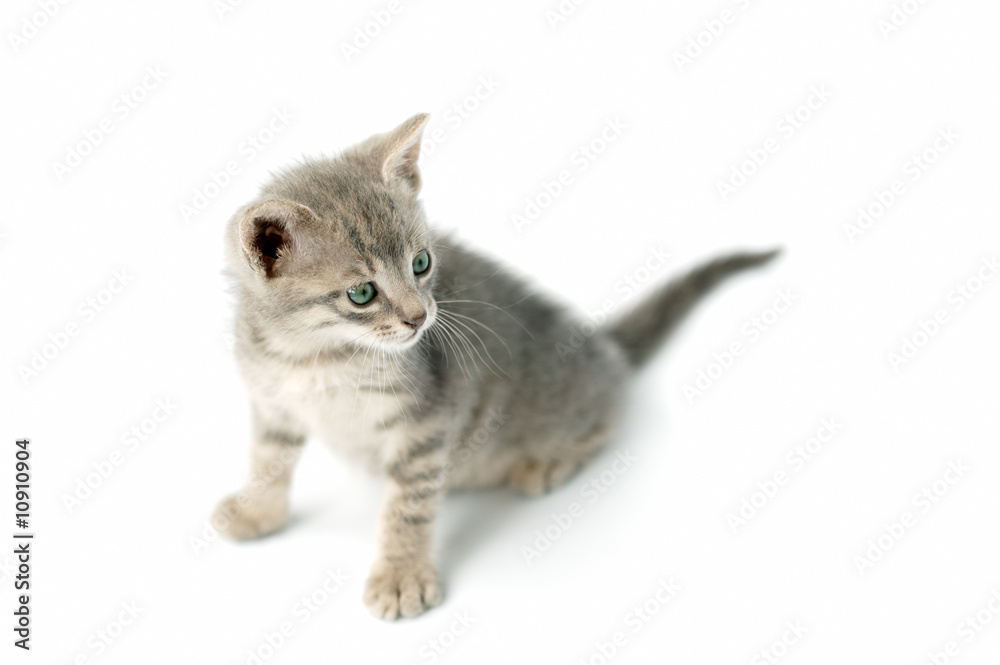 Cute little kitten isolated