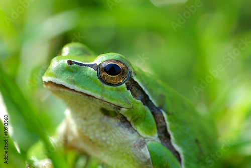 European tree frog.
