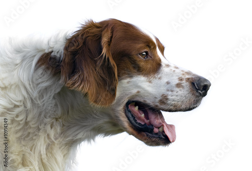 Obraz na płótnie Irish red and white setter portrait