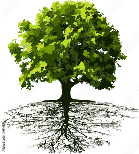 Trees with roots