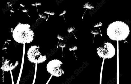 silhouettes of dandelions in the wind on black background