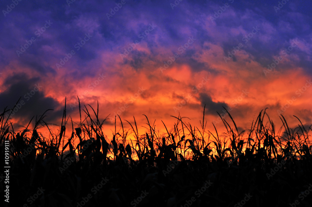 Corn Field During a Sunset