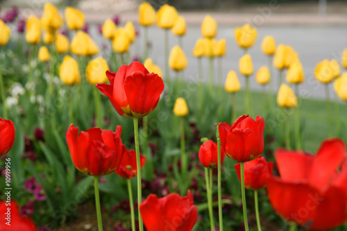 tulips