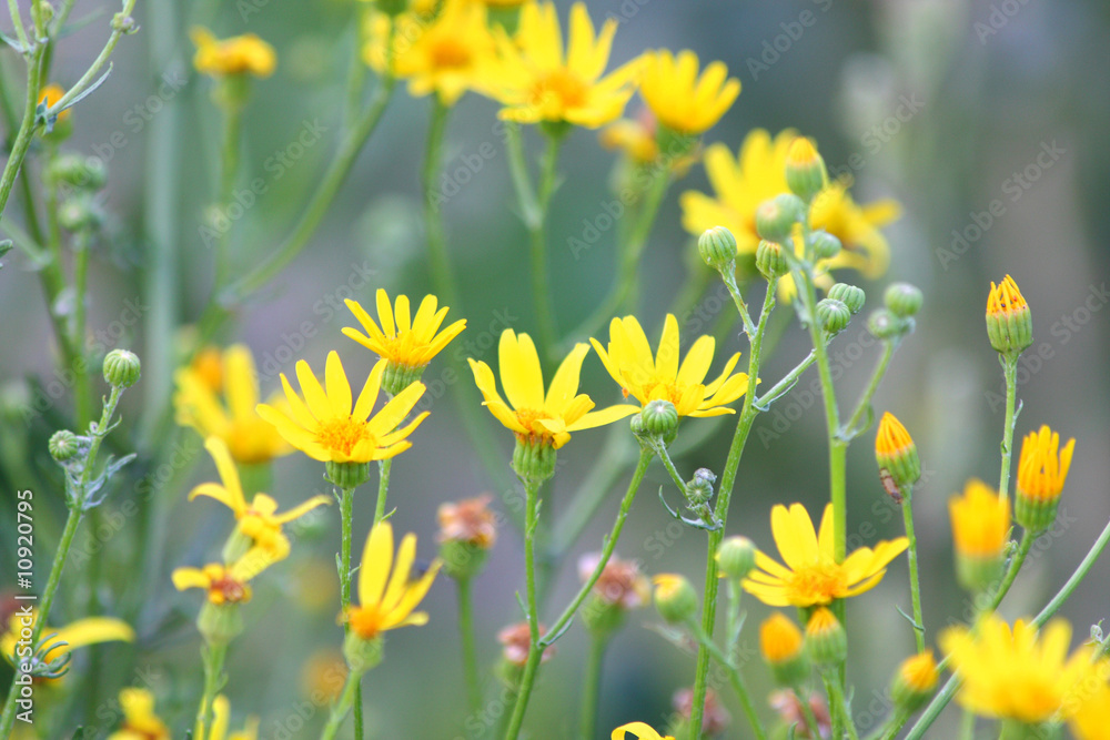 Fototapeta premium Yellow flowers
