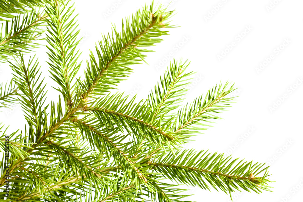 Fototapeta premium Pine branches isolated on white background