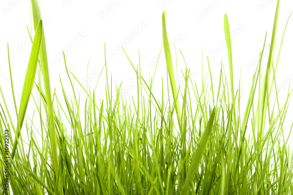 Green Grass isolated on white background Green Grass isolated on white background