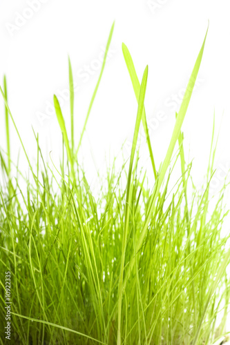 Green Grass isolated on white background