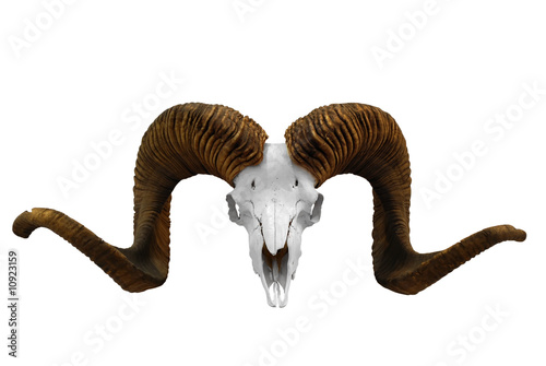 animal skull with big horn isolated