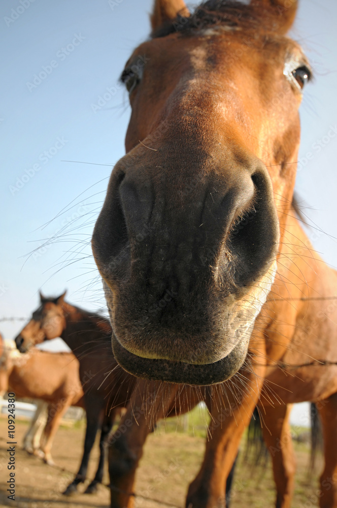 Naklejka premium Curious horse