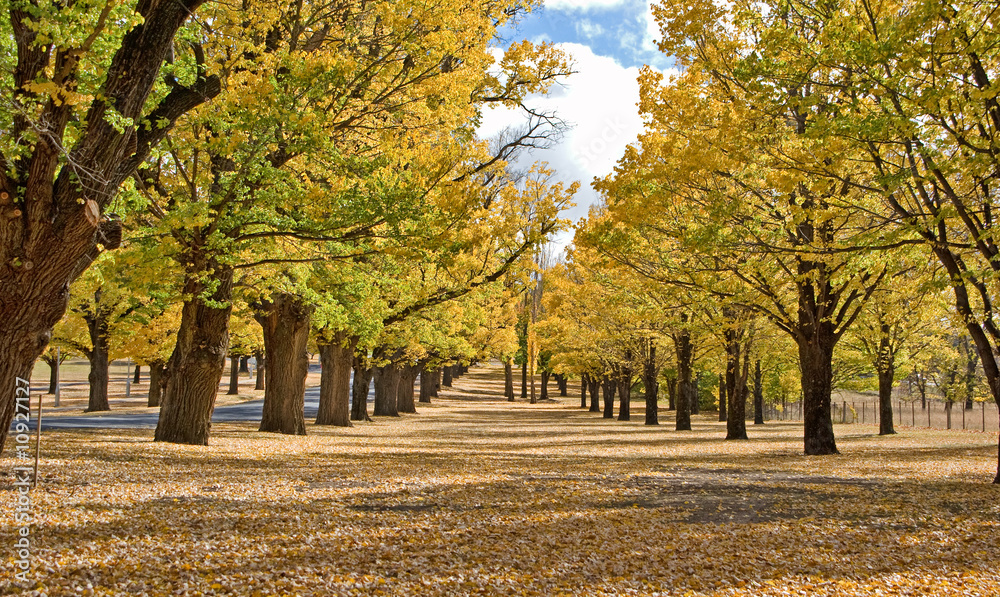 Naklejka premium autumn in the park