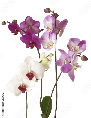 some orchids