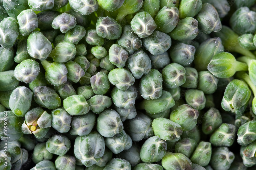 macro shot of broccoli