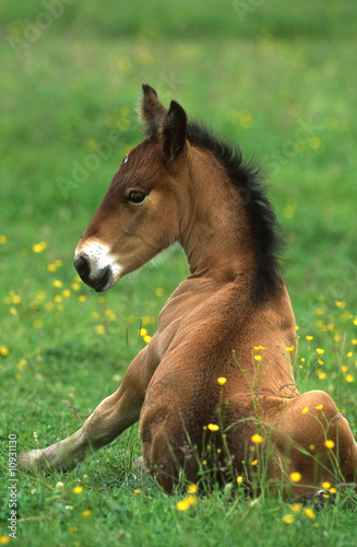 poulain trait ardennais essayant de se mettre debout