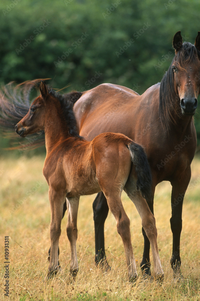 cheval arabe et son poulain dans un champ cheval arabe et son poulain dans un champ