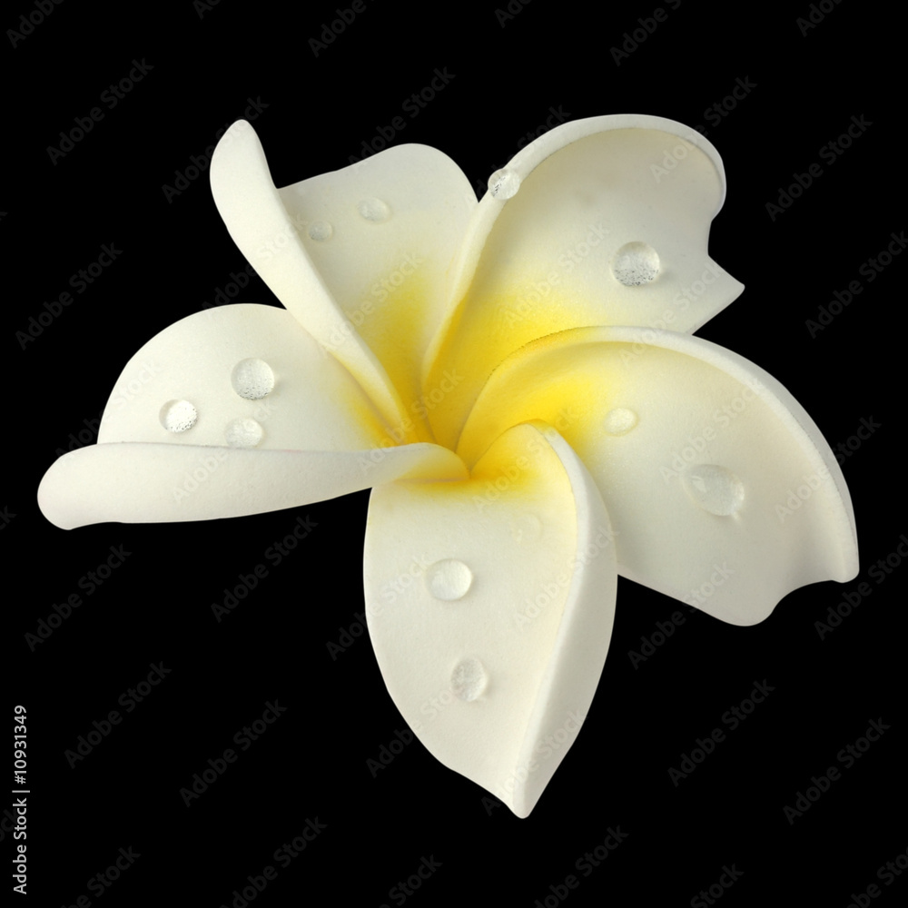 gouttes d'eau sur fleur blanche de frangipanier avec fond noir Stock Photo  | Adobe Stock