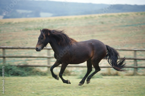 Fototapeta Naklejka Na Ścianę i Meble -  poney de race dartmoor au galop
