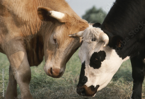 deux vaches se frottant leurs cornes