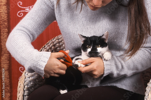 coupe des griffes d'un chat de gouttière sur sa maitresse photo