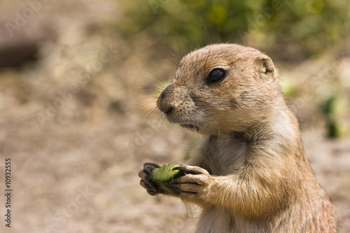 Young prairiedog eating photo