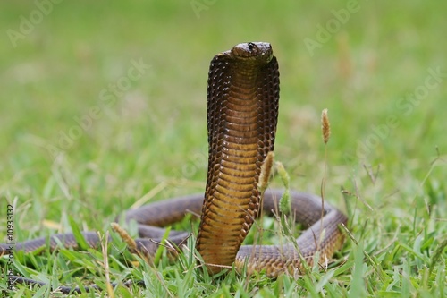 Angry Cape Cobra Snake