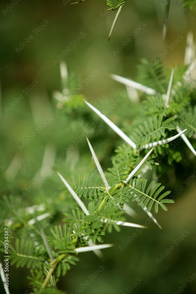Acacia tree detail with stings Acacia tree detail with stings