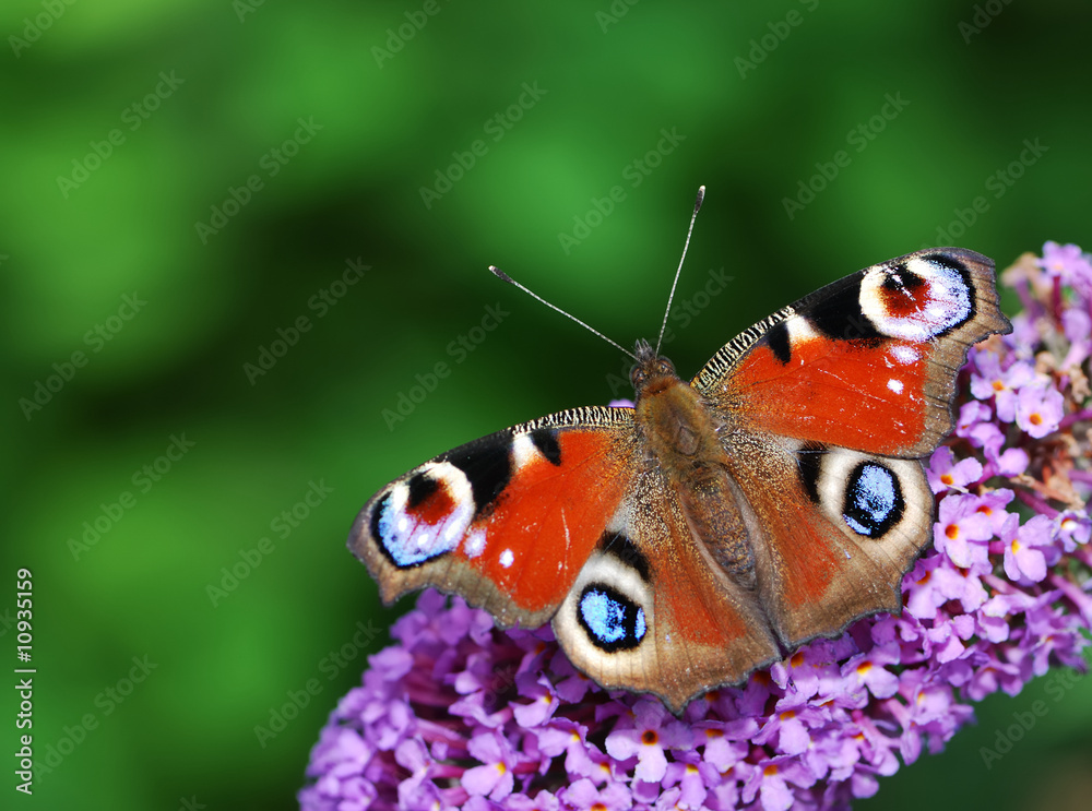 Peacock butterfly Peacock butterfly