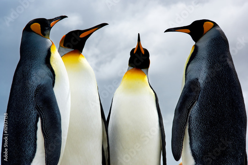 4 pingwiny królewskie