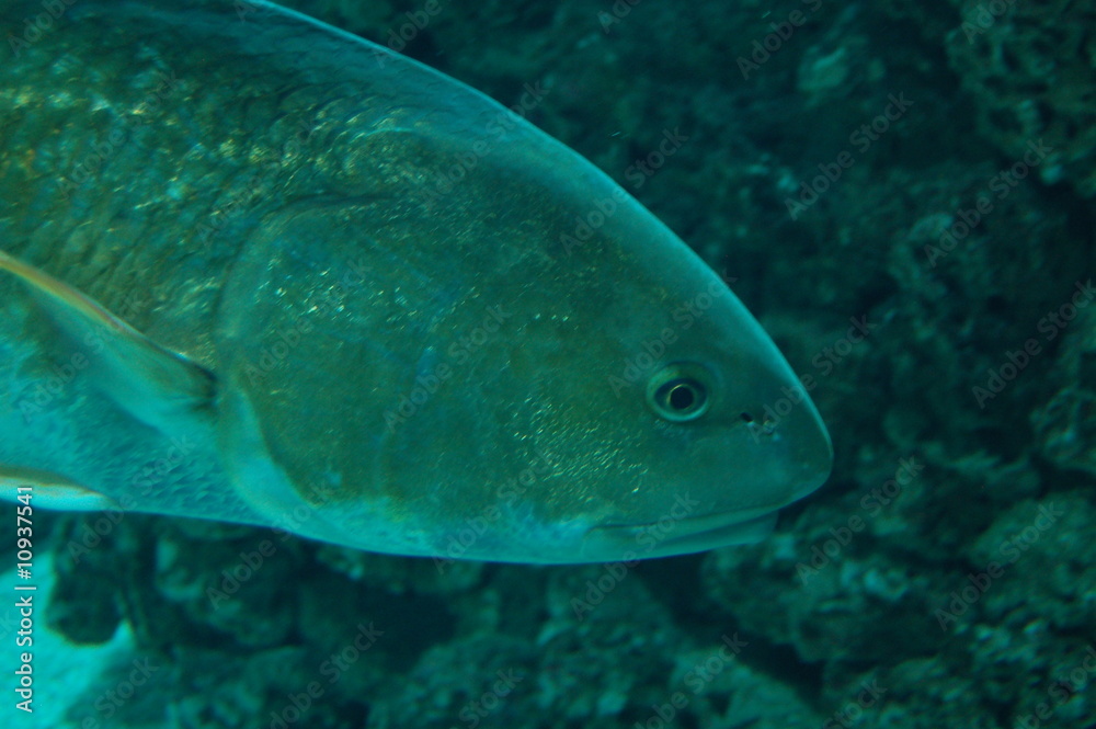 poisson exotique poisson exotique