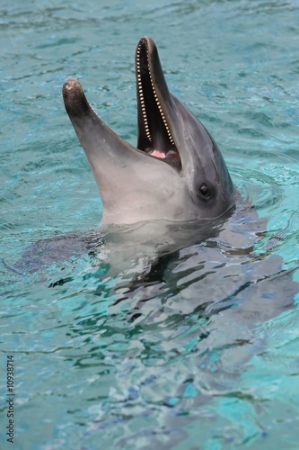 Dolphin Smile