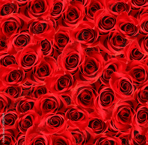 Over view of large beautiful red roses