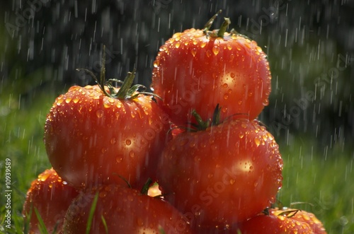 Tomatoes in the rain