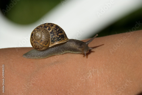 caracol